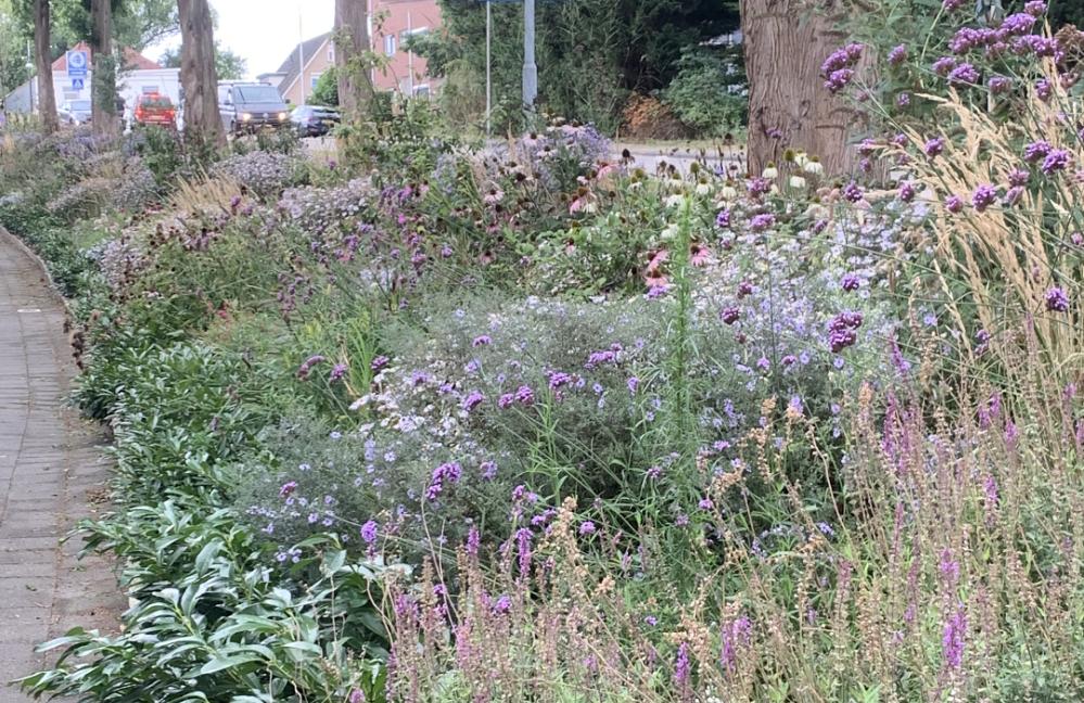 Prairie Garden - Talud en rotonde Thorbeckelaan Sliedrecht