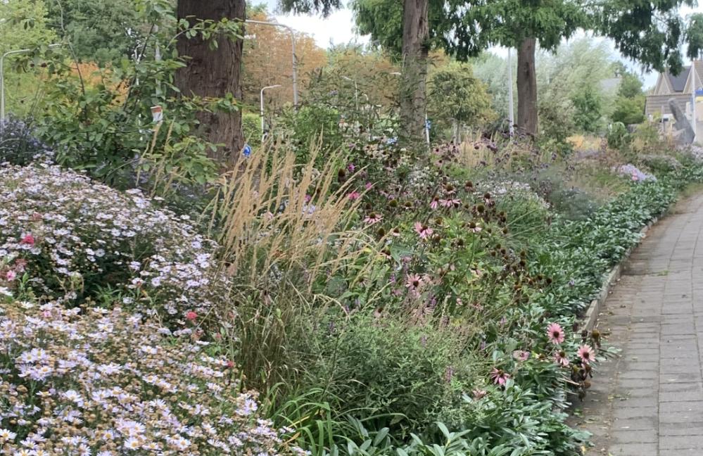 Prairie Garden - Talud en rotonde Thorbeckelaan Sliedrecht