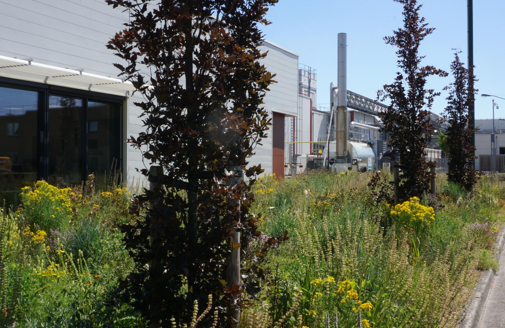 Wildissimo - Prairie voor Mars Veghel