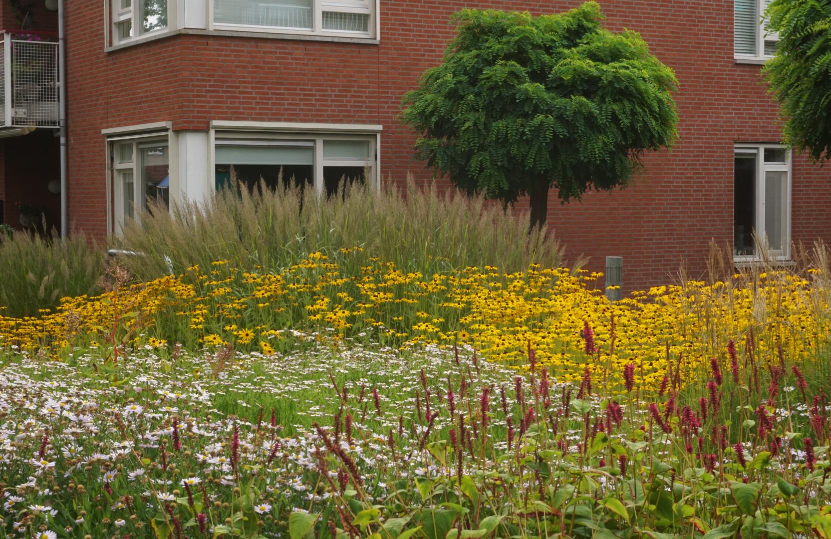 Fleur Robuste - Molenhof Dinxperlo