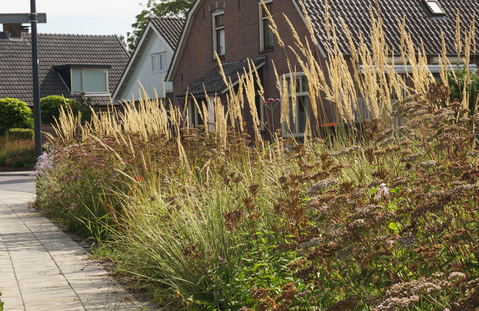 Fleur Dansante en Wildissimo - Achter-Drempt